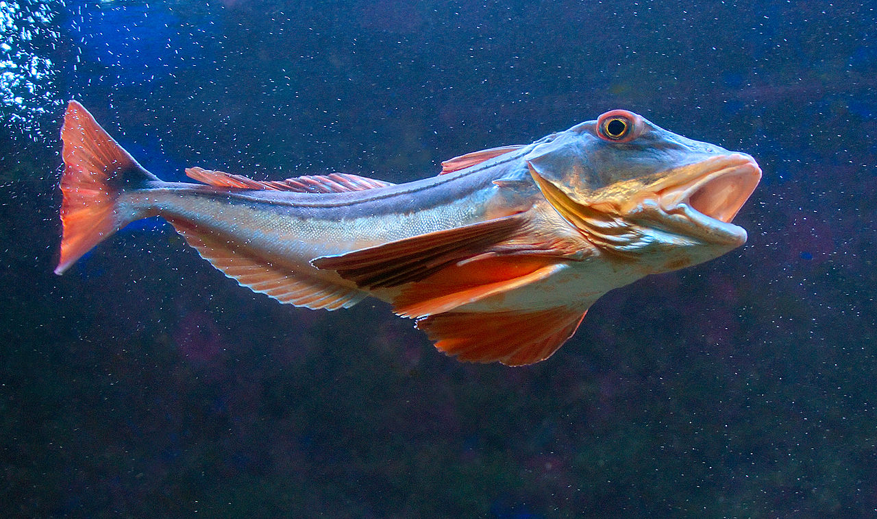 В Азовському морі окупанти погубили червонокнижний вид риб (ФОТО)