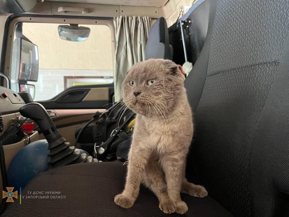 У Запоріжжі знайшли родину для кота, якого врятували з Донбасу (ФОТО)