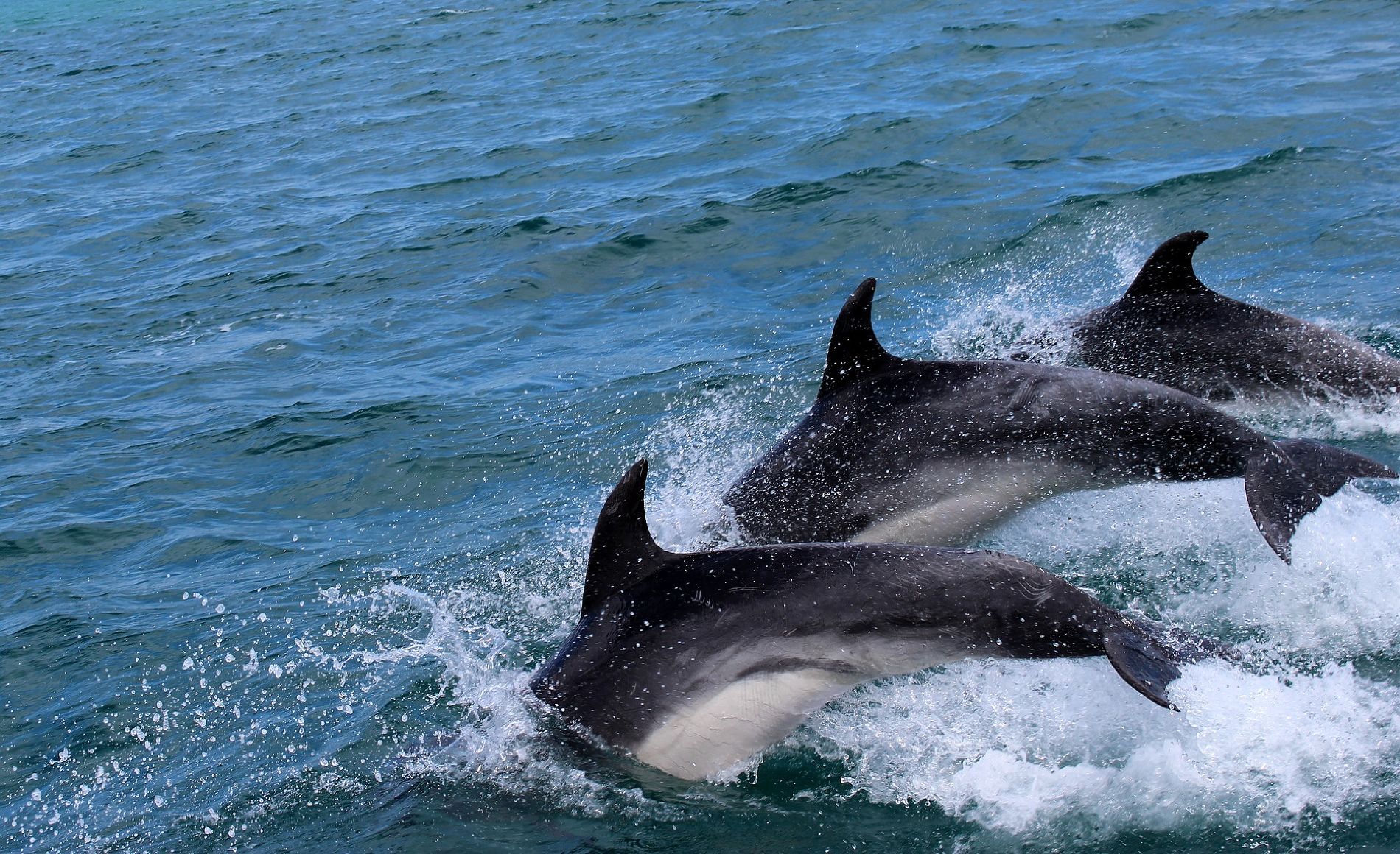 Через рашистів в Азовському морі постраждали дельфіни (ФОТО,ВІДЕО)