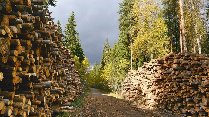 Прокуратура вимагає повернути державі майже 200 га лісу у Запорізькій області вартістю майже 2 млрд грн