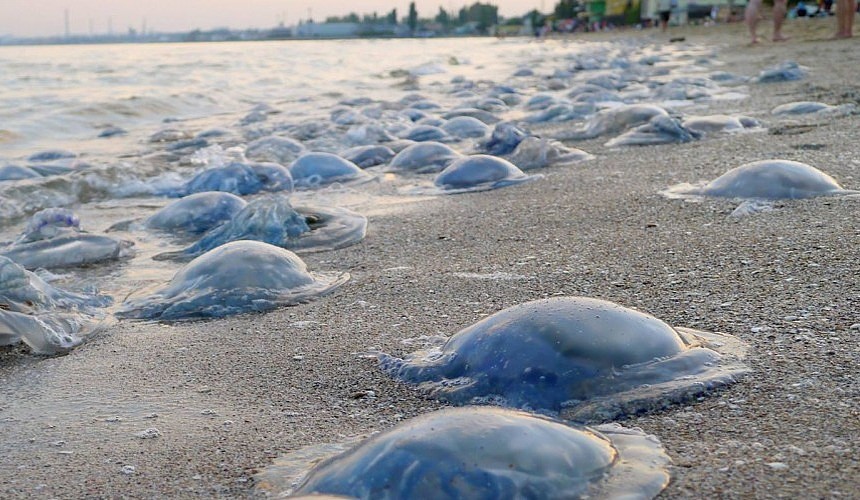 Азовське узбережжя в Запорізькій області атакували медузи (ВІДЕО)