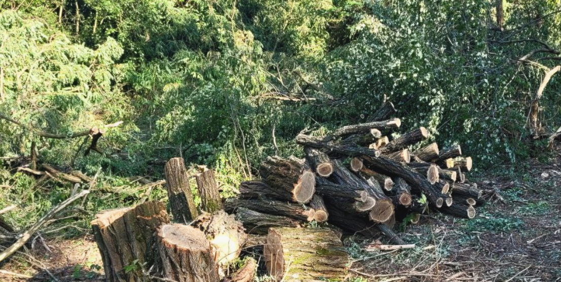 У заповідній зоні Запорізької області «чорні» лісоруби знищили 41 дерево акації на суму понад 270 тисяч гривень (ФОТО)