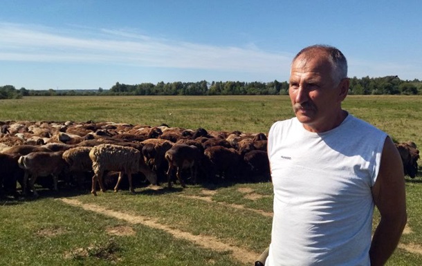 Пастух врятував стадо овець, перегнавши його з Донбасу на Волинь (ВІДЕО)