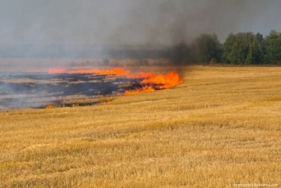 На Запоріжжі рашисти знищили будинки та 100 га поля з посівом пшениці (ФОТО)
