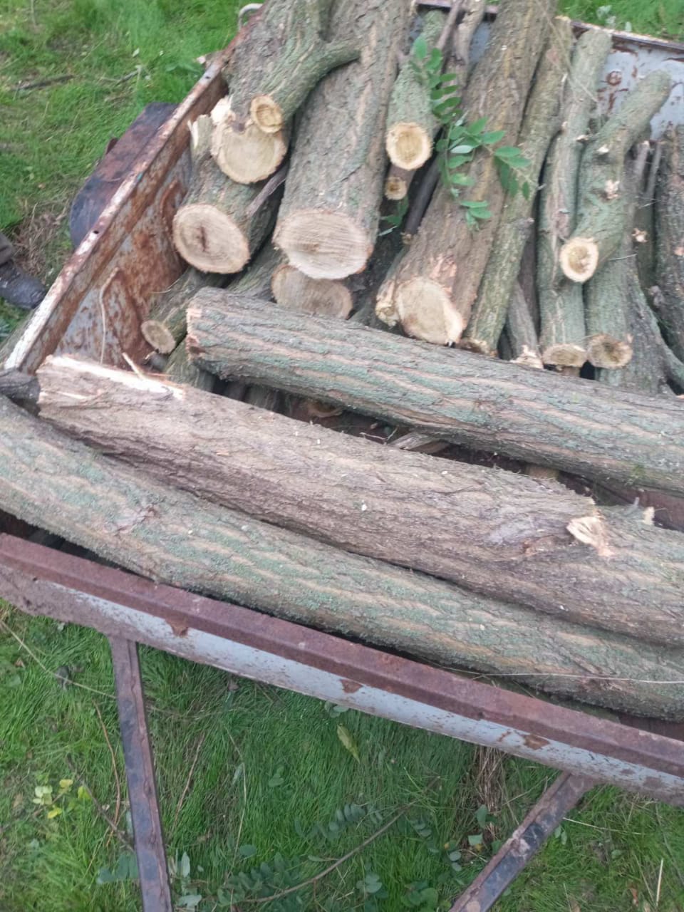 Самовільна рубка дерев на Запоріжжі призвела до збитків на майже 14 тисяч гривень (ФОТО)