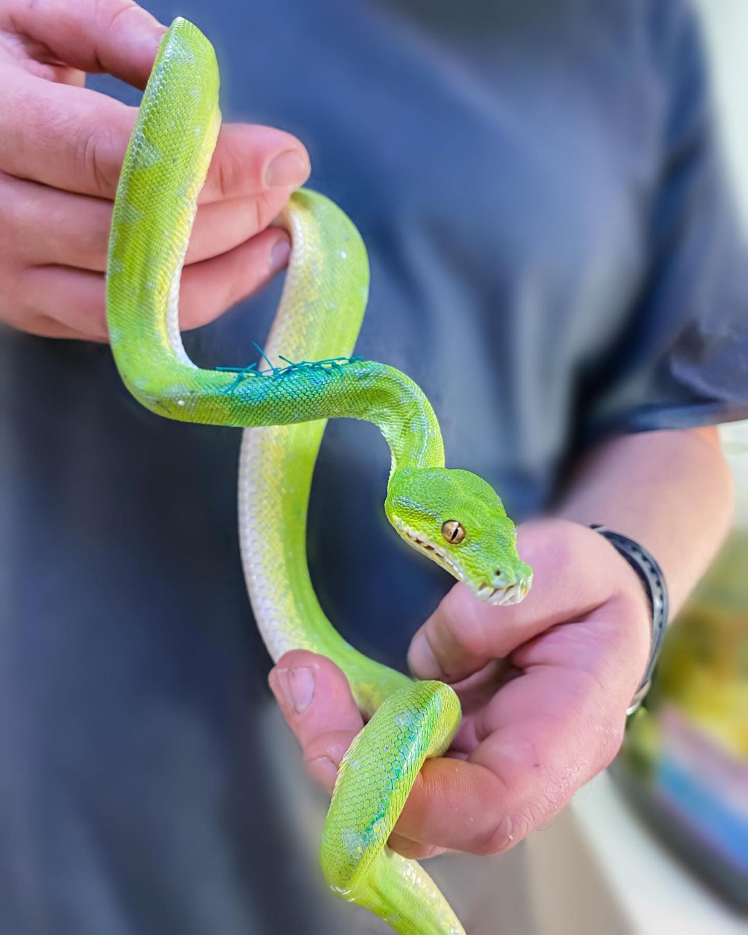 Через нічний обстріл Запоріжжя постраждала змія: її рятують волонтери (ФОТО)