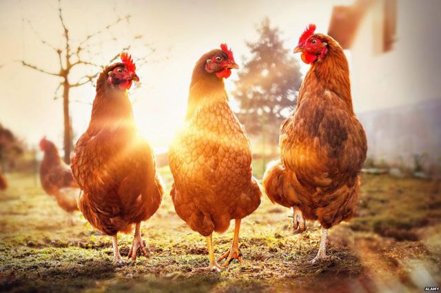 В Україні зросла вартість курятини: яка зараз ціна у супермаркетах