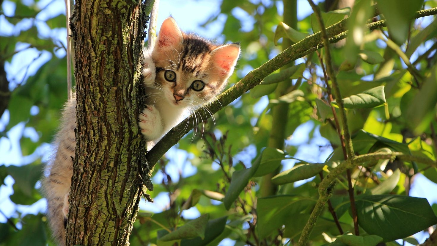 У Запоріжжі врятували кота, що застряг на дереві на рівні третього поверху (ФОТО)