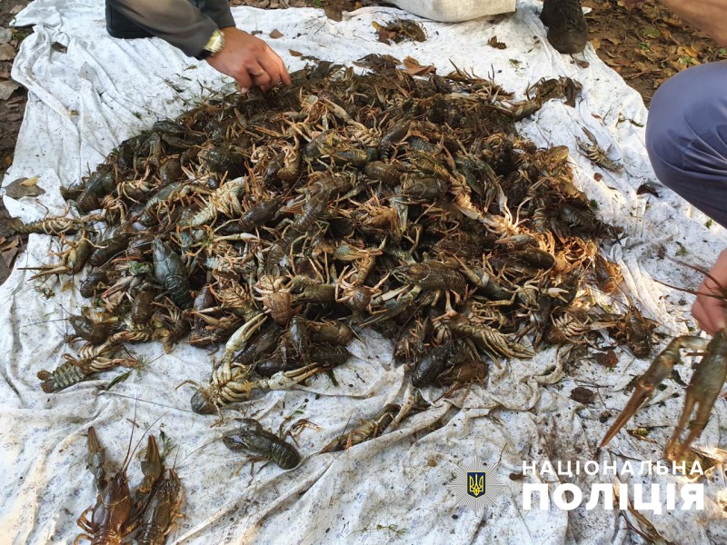На Запоріжжі випустили в русло Дніпра близько 3 тисяч раків, виловлених браконьєрами (ФОТО)