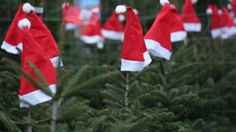 Ціни на новорічні ялинки від лісівників Запорізької області: з понеділка розпочнеться реалізація
