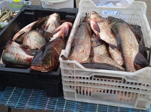 На стихійних ринках Запоріжжя вилучено понад 70 кг риби, на зимувальних ямах задокументовано понад 20 порушень правил рибальства