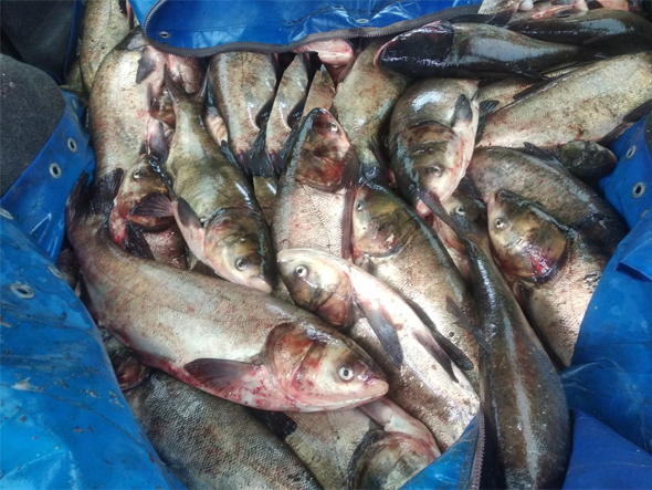 На Запоріжжі на блокпосту затримано водія, який віз 300 кг риби без документів