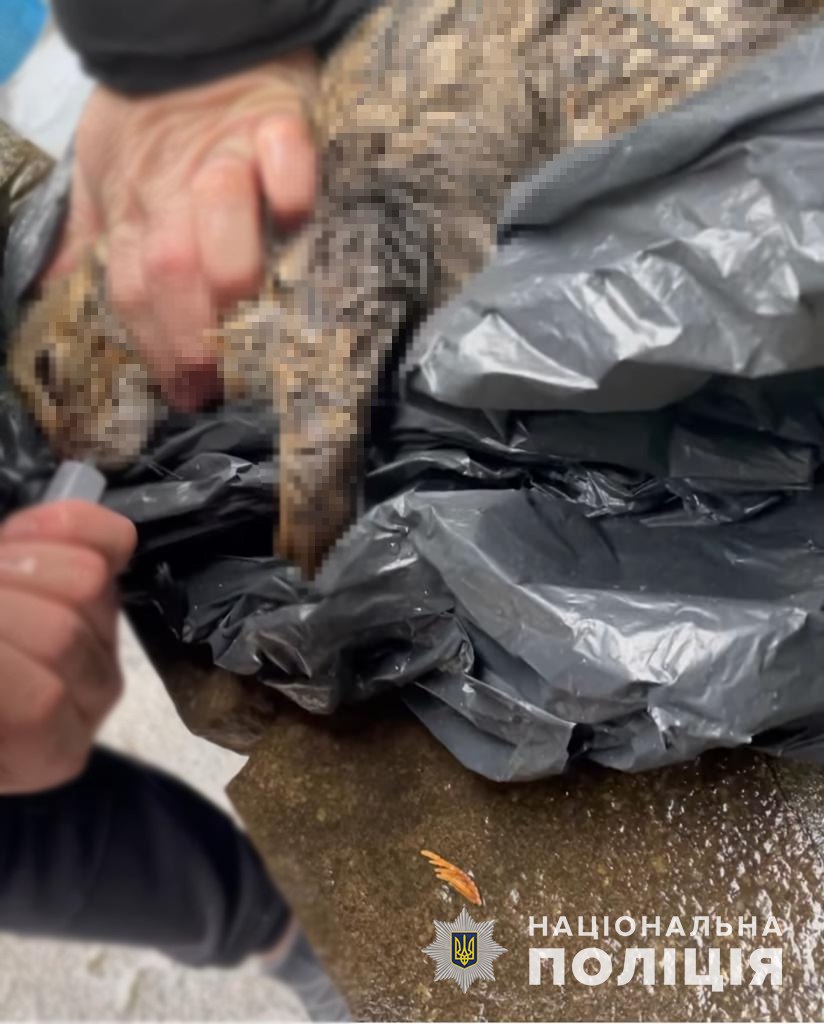 У Запоріжжі жінка знайшла близько 10 мертвих отруєних котів (ФОТО)