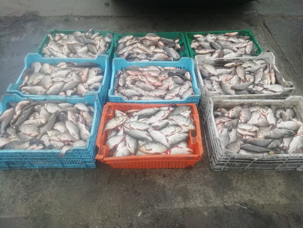 У Запоріжжі на блокпосту в перевізника вилучено 255 кг риби сумнівного походження (ФОТО)