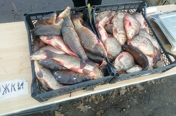 У Запоріжжі на стихійних ринках вилучено понад 40 кг риби сумнівного походження