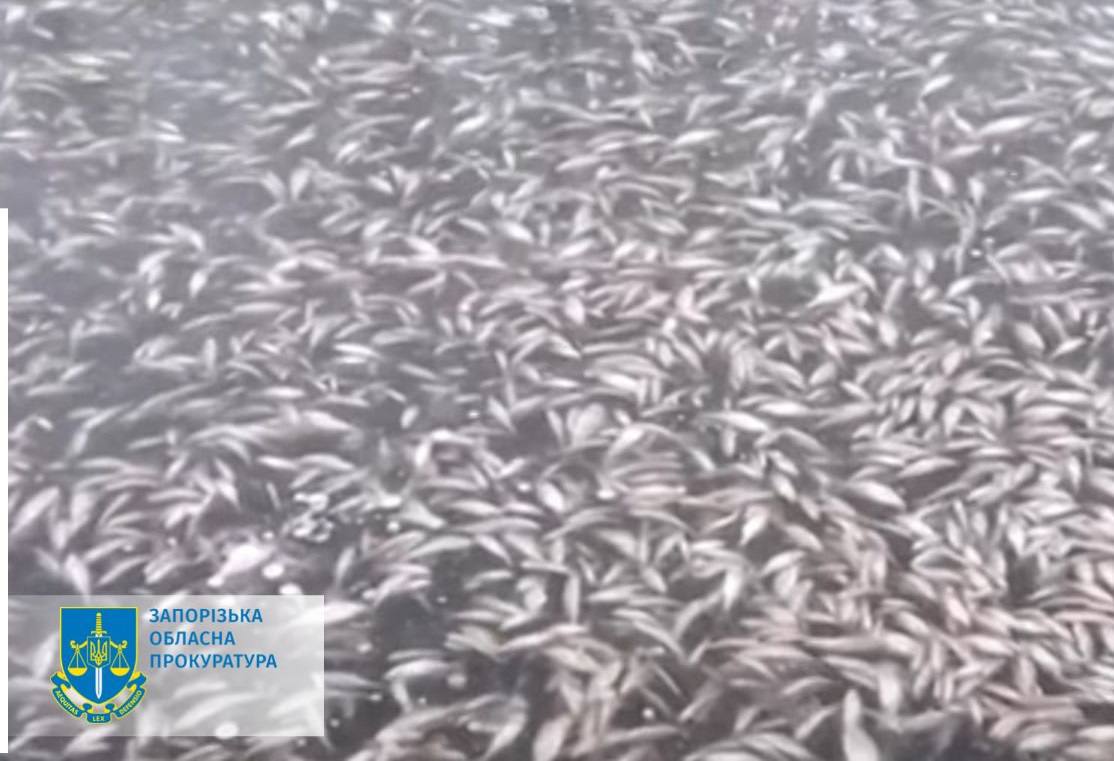 Правоохоронці з’ясували причину масової загибелі риби в річці Дніпро: розпочато провадження