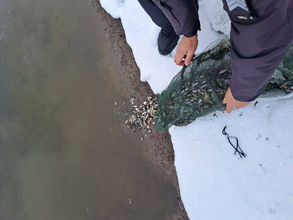 Рибу, яка скупчується на ділянках акваторії Каховського водосховища у Запоріжжі, намагаються незаконно виловити браконьєри