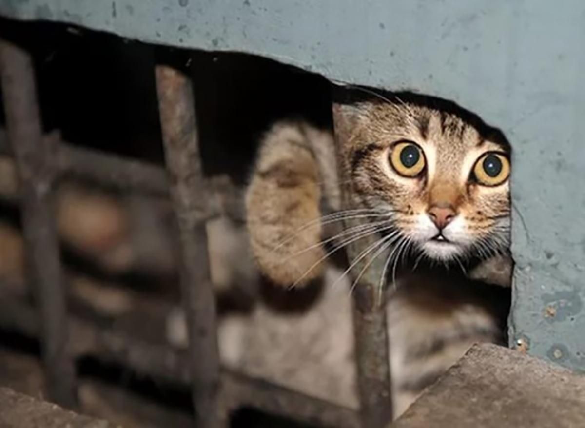 Замуровані коти в будинку у Запоріжжі: коментар поліції