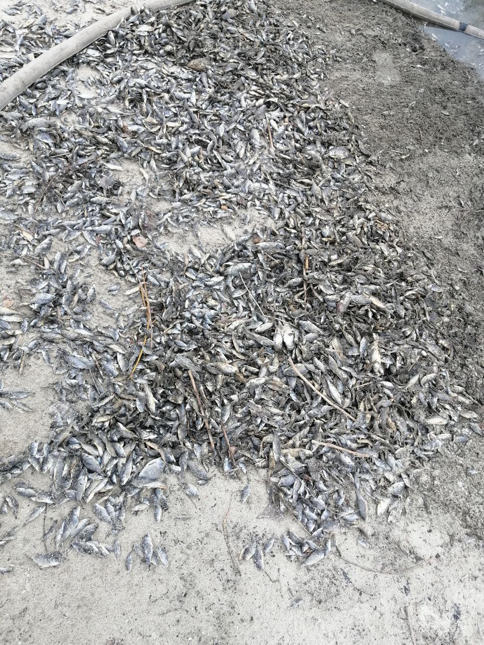 Кушугумська громада очищує територію від загиблих через задуху біоресурсів (ФОТО)