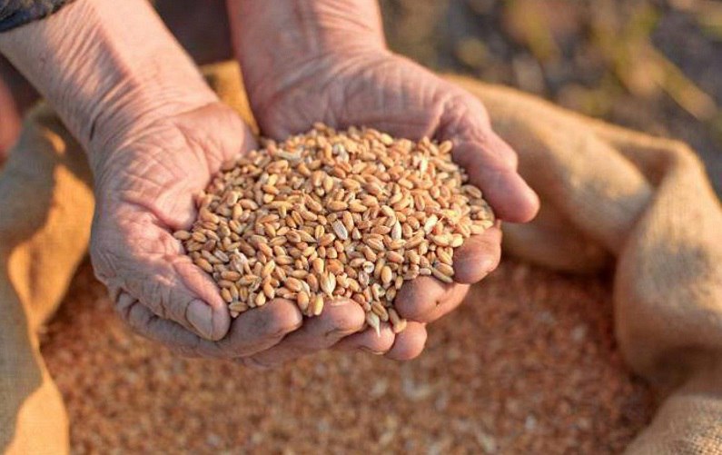 На Запоріжжі окупанти вимагають у фермерів здавати зерно за безцінь, «узаконюючи» викрадення