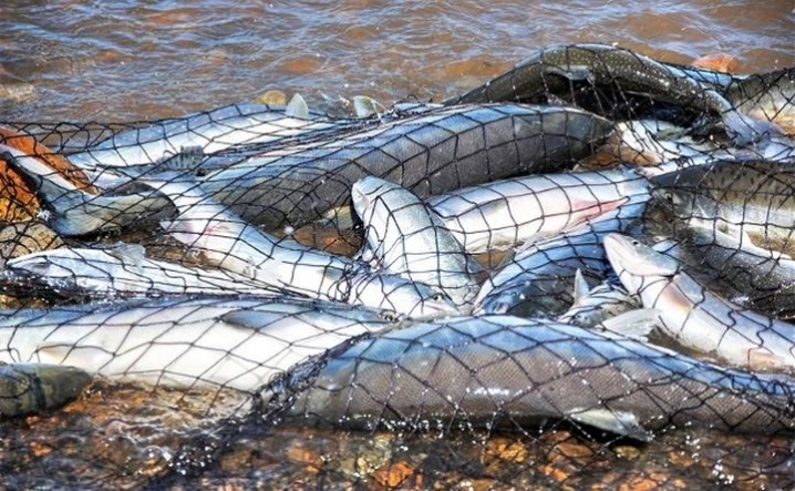 На Запоріжжі з початку березня браконьєри завдали збитків рибному господарству на більш як 50 тисяч гривень