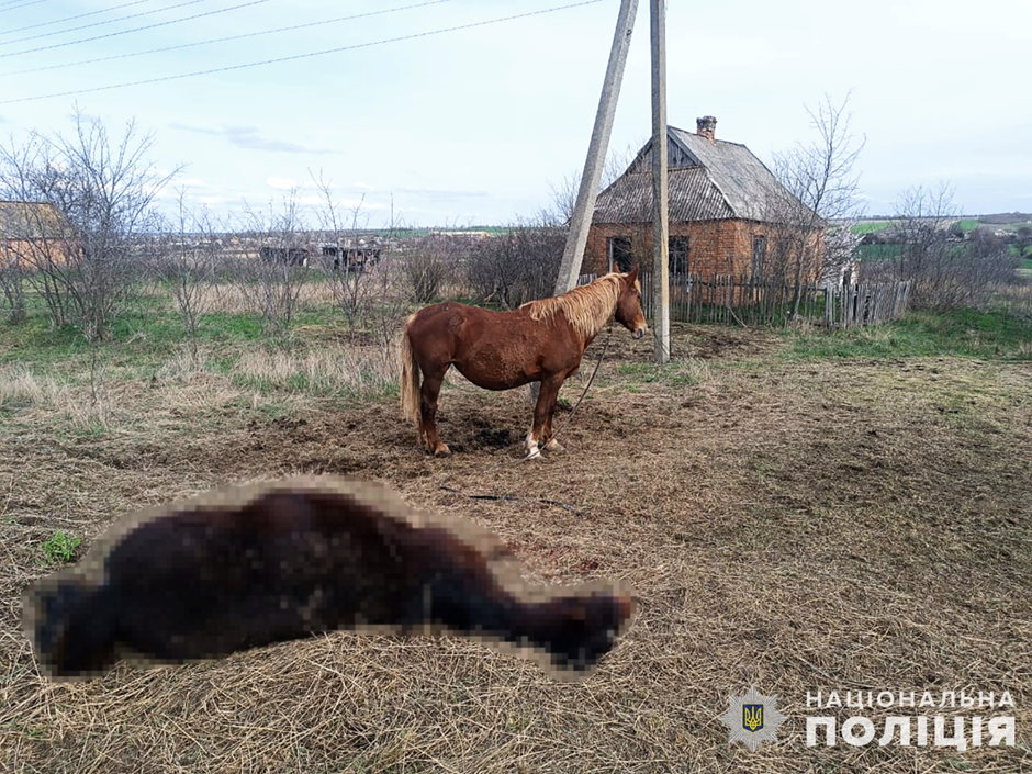 Рашисти накрили «градами» приміщення фермерського господарства у селі на Запоріжжі: вбито свійських тварин (ФОТО)