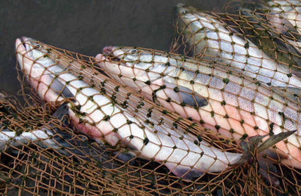 На Запоріжжі з початку тижня попереджено збитків рибному господарству на майже 600 тисяч гривень (ФОТО)