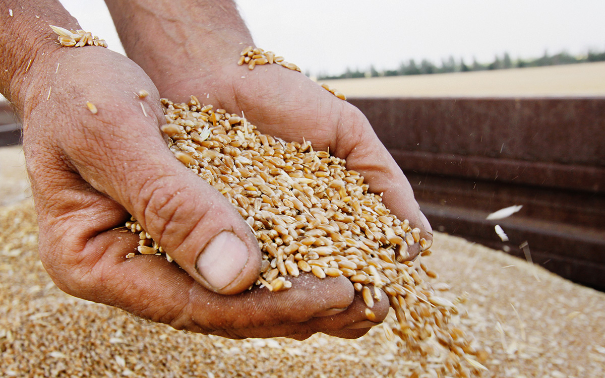 На Запоріжжі та інших регіонах окупанти хочуть монополізувати розкрадання зерна