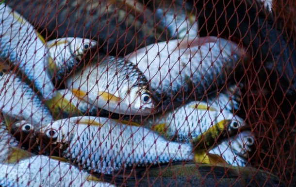 На Дніпропетровщині заборонено вилов і продаж риби – ОВА