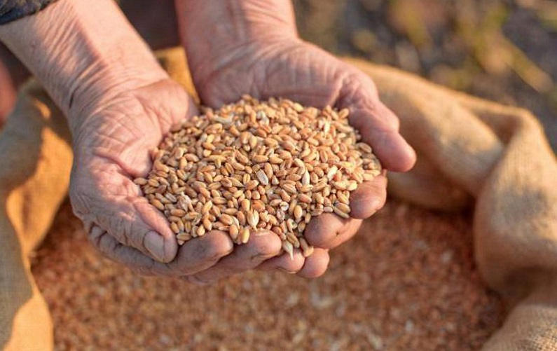 З Бердянська, куди звозиться все крадене зерно, окупанти планують вивозити понад 150 тисяч тонн зернових культур  щомісяця