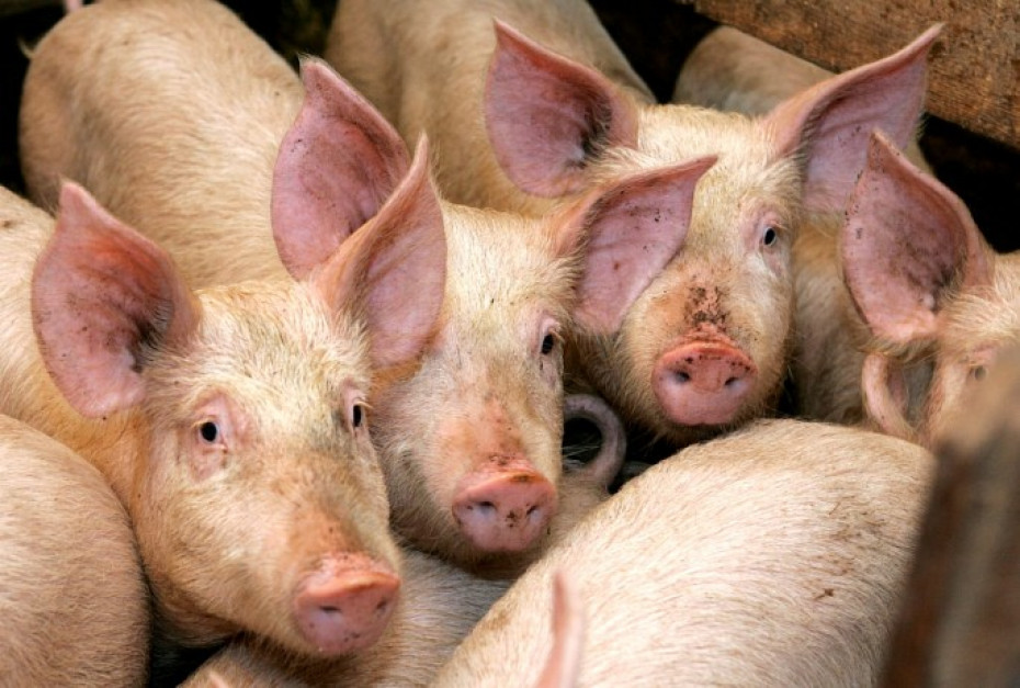 В окупованих селах на ТОТ Запорізької області – спалах африканської чуми серед свиней