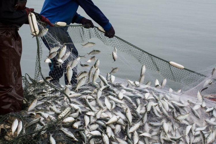 На Запоріжжі  викрито двох браконьєрів, які наловили 55 кг риби на суму 77  тисяч гривень (ФОТО)