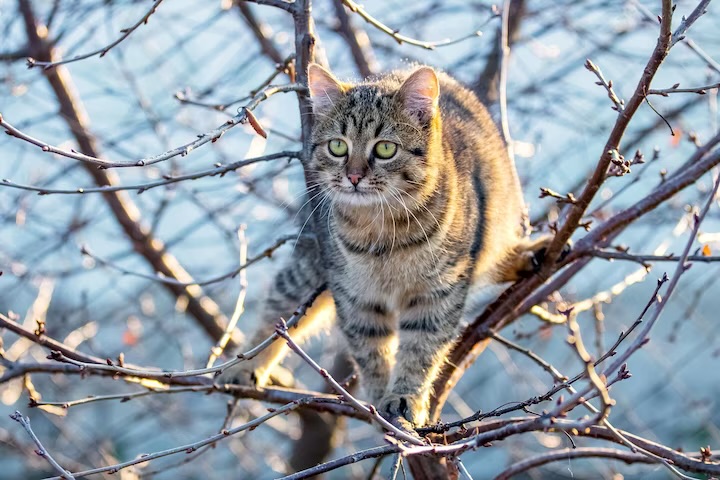 У Запорізькому районі співробітники ДСНС врятували кота, який застряг на дереві (ФОТО)
