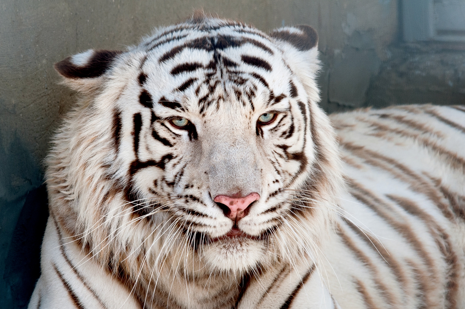 Росіяни вивезли до Криму рідких білих бенгальських тигрів із зоопарків на ТОТ Запорізької області