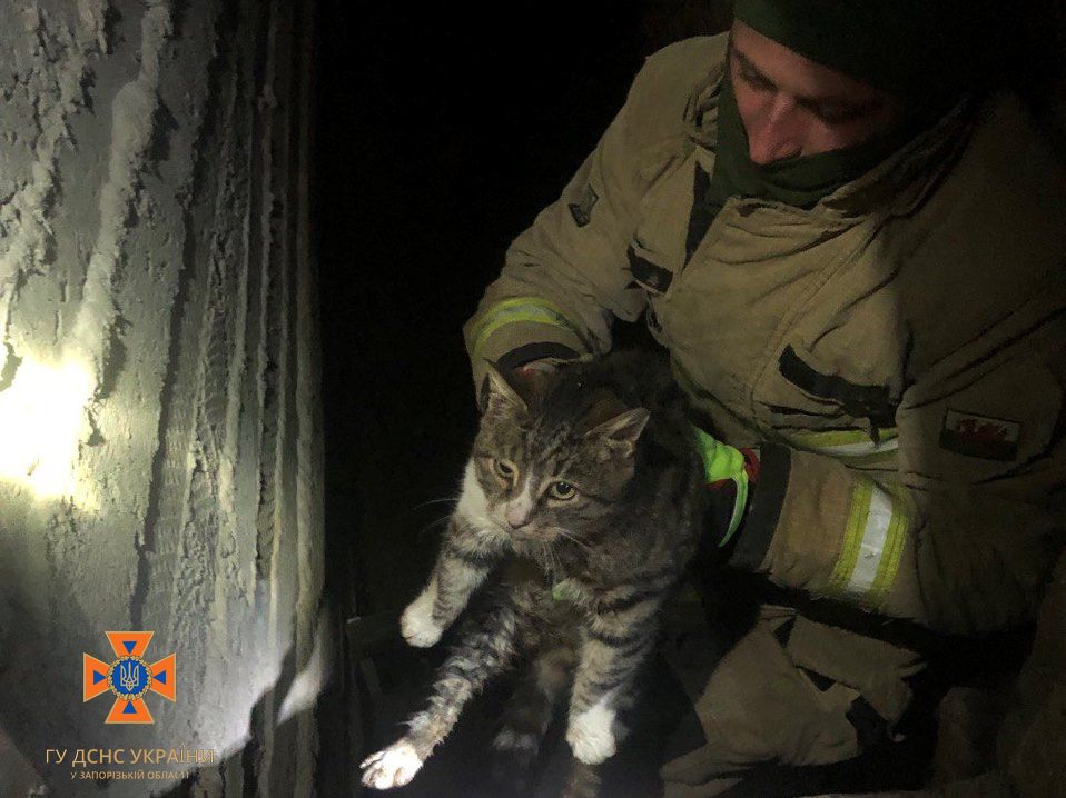 У Запорізькому районі рятувальники витягли кошеня, яке впало у підвал (ФОТО)