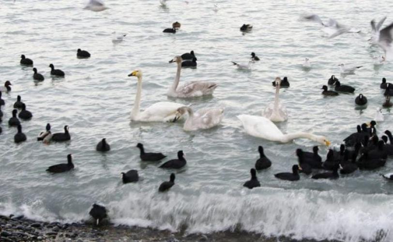 Гатили з мінометів: на узбережжі Азовського моря у Мелітопольському районі росіяни спричинили масову загибель птахів